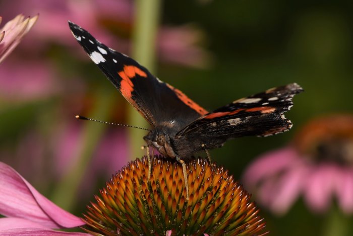 En amiral fjäril sitter på toppen av en orangeochrosa blomma mot en suddig grön bakgrund.