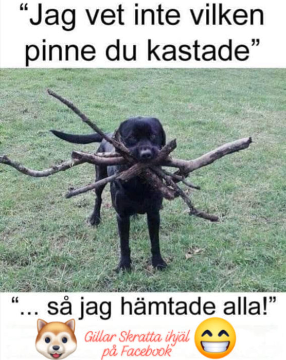 Svart hund som bär en stor hög med pinnar i munnen på en gräsmatta.