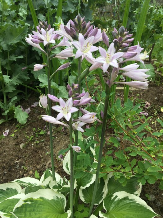 Hosta 'Patriot' med uppåtvända blommor framför grönt lövverk.