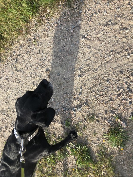 Svart hund i koppel ser ned på marken vid sidan av en grusväg.