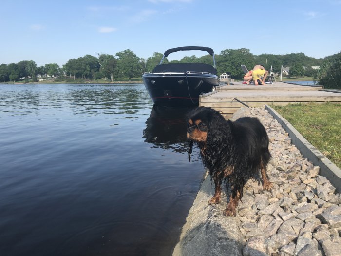 Blöt hund står vid sjö med båt och brygga i bakgrunden.