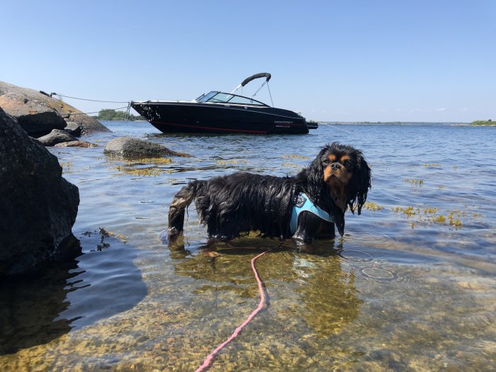 Hund med sele står i vatten vid klippstrand med båt i bakgrunden.