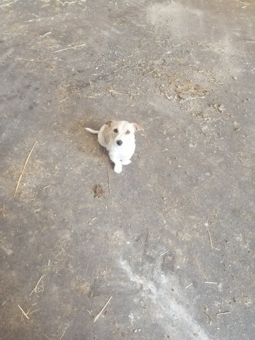 En liten hund sitter på en dammig verkstadsgolv med halmstrån, ser på kameran.