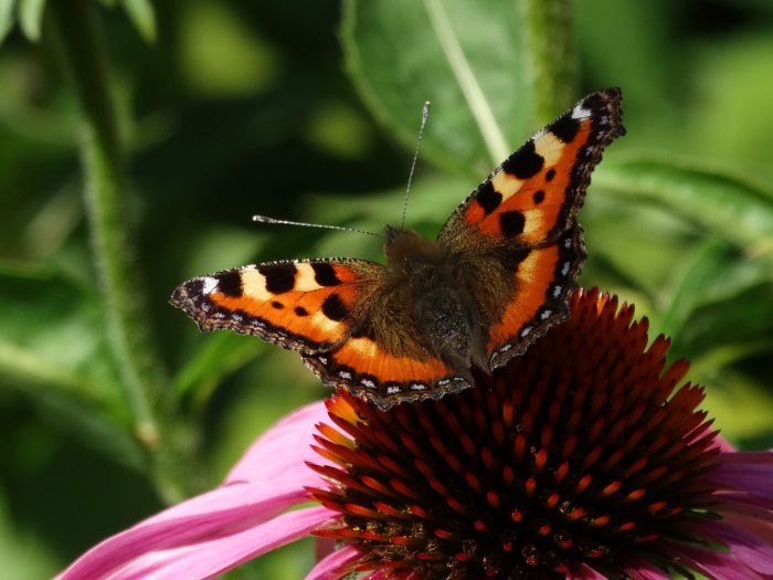Nässelfjäril med orange och svarta mönster på blommans rosa kronblad.