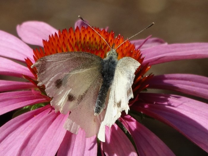 Kålfjärilhona med slitet vingparti vilar på rosa blomma.