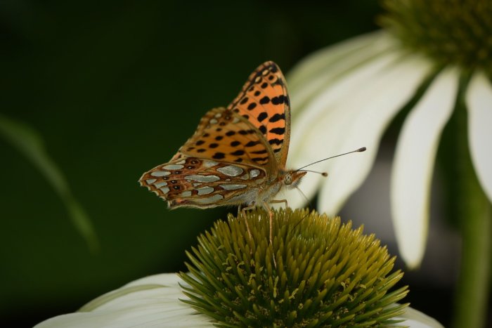 Nässelfjäril med orange och svartmönstrade vingar på en vit blommas gula mitt.