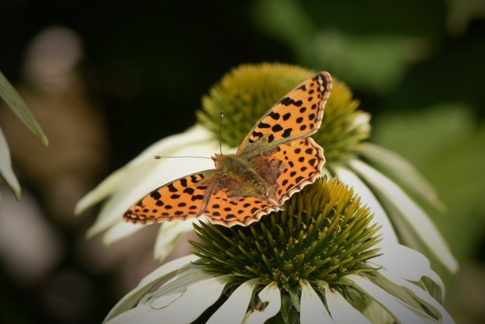 Nässelfjäril med orangemönstrade vingar sitter på blomman av en vit vitkrona.