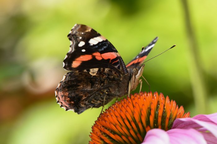 Amiral-fjäril med slitna vingar sitter på en rödorange blommas pistiller.