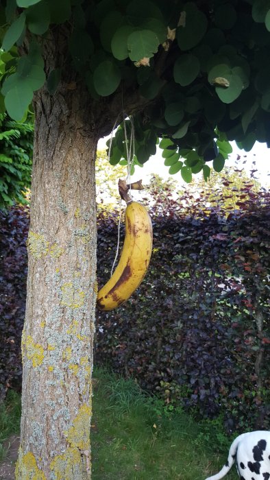 Mogen banan hängande från ett träd med del av hund synlig i nedre högra hörnet.