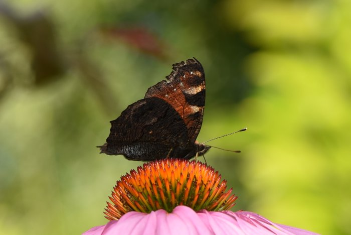 Fjäril med utrullad sugsnabel sitter på en rödorange blomcentrum av en rosa blomma.