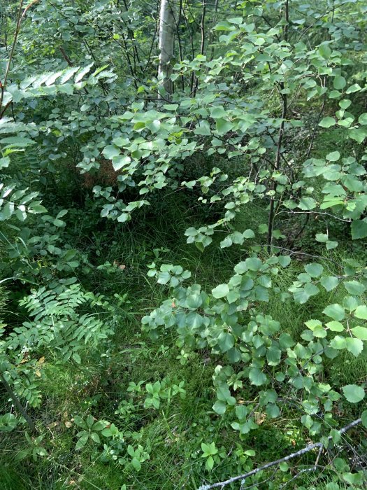 Fuktigt skogsområde med mossa, lövträd och gräs.