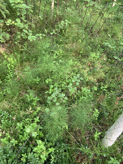 Fuktig mark med mossa och blandade små löv- och barrträd i ett skogsområde.