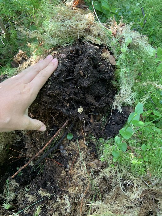 Hand som undersöker mörk fuktig jord och mossa i ett skogsområde.