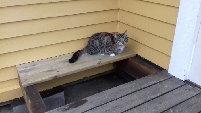 Katt sitter på en nyligen monterad träbänk bredvid en nygrundmålad stolpe och trallgolv.
