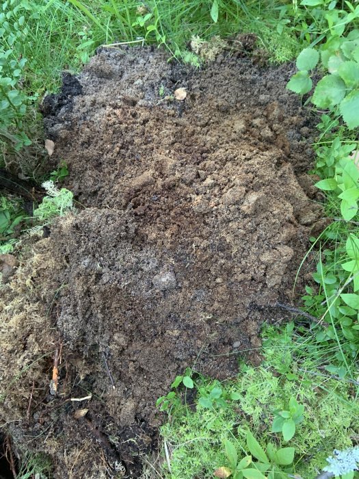 Grävda hål som visar jordlager med små rötter, svart jord och övergång till röd sand.