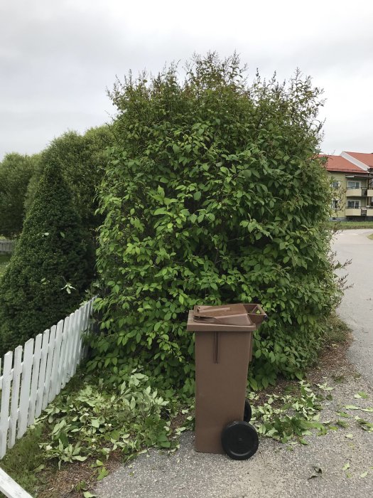 Övervuxen häck som är cirka 3,5 meter hög och 2,5 meter bred framför ett hus, bredvid en brun soptunna.