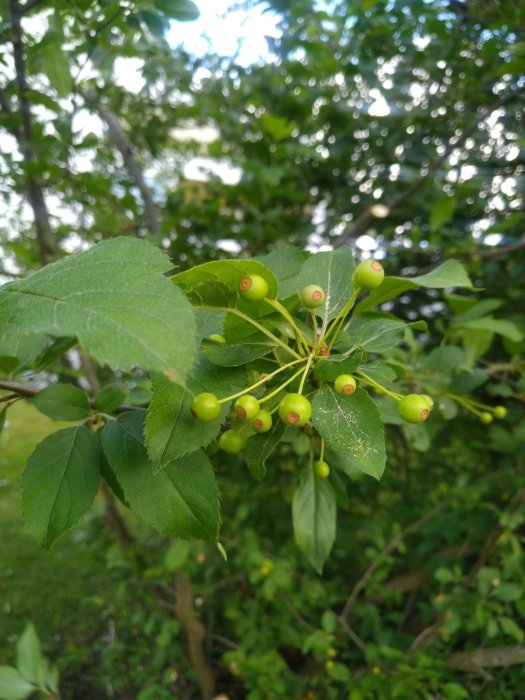 Närbild av gröna blad och omogna bär på en buske för identifiering.