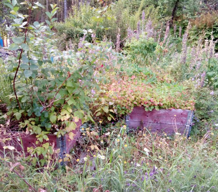 Övertäckt odlingslåda i en vildvuxen trädgård full med blandade ängsblommor och växter.