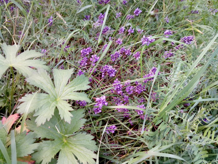 Översikt av övervuxen köksträdgård med lila blommor, lupiner och blandad grönska.