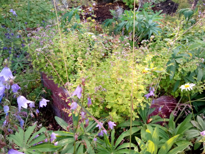 Översikt över en vildvuxen köksträdgård med blandade ängsblommor, örter och lupiner.