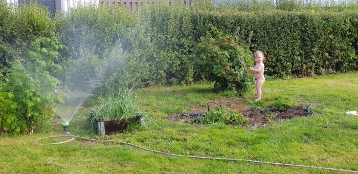 Litet barn står bredvid hallonbuskar i en trädgård med sprinkler och staket i bakgrunden.