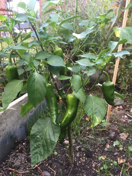 Chiliväxt med gröna chilifrukter som växer i en pallkrage på friland.