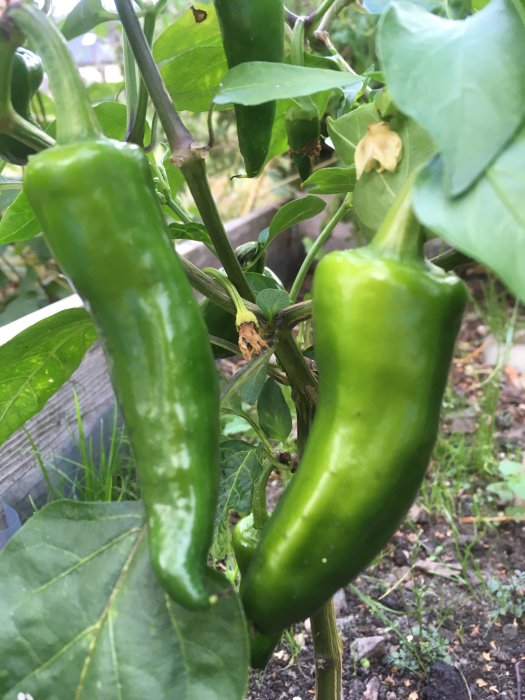 Gröna chili på planta i pallkrage, blommar och fruktar på friland.