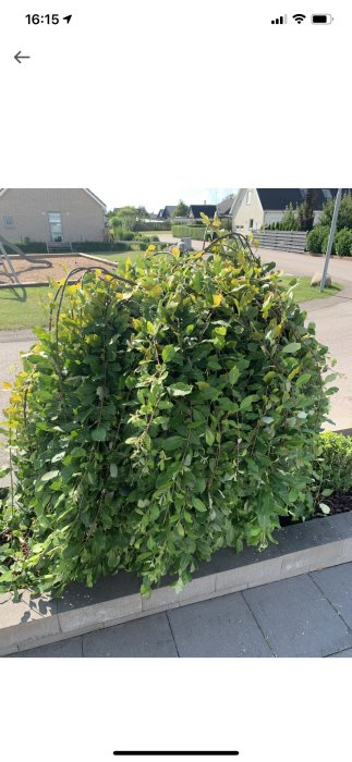 Lummig grön buske med breda blad i en urban trädgård med bostadshus i bakgrunden.