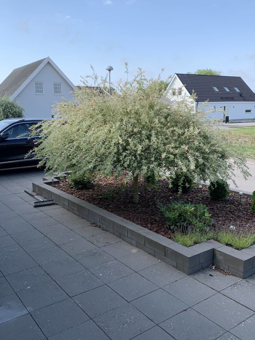 En upphöjd planteringsbädd med buskar omgiven av en grå stenmur framför ett hus.