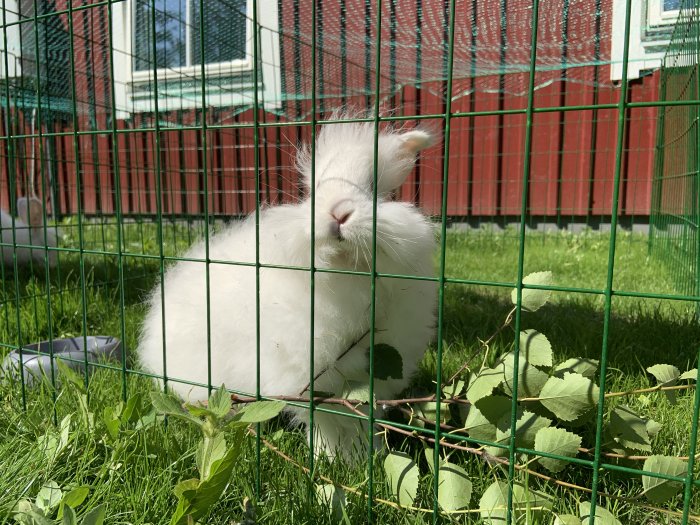 Vit angorakanin i bur på grönbete med röd byggnad i bakgrunden.