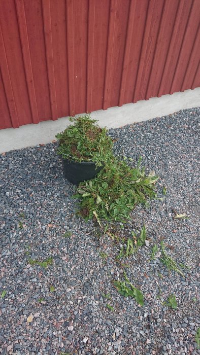 Svart hink med borttagna ogräs framför röd trävägg på grusunderlag.