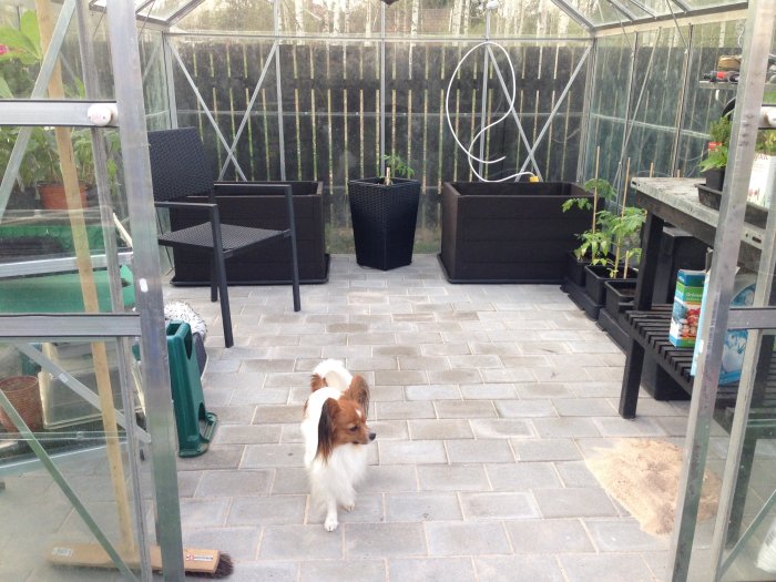 Ett växthus med välbelagd stenplattsgrund, trädgårdsmöbler, plantor och en liten hund.