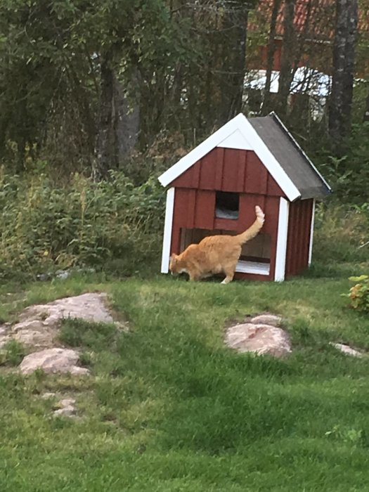 En röd och vit katthus i en trädgård med en orange katt som går in.