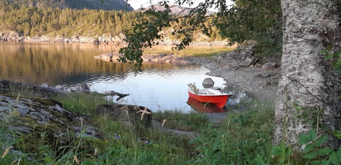 En röd roddbåt vid vattenkanten i en lugn bukt omgiven av gröna träd och berg i Trondheim/Fosen, Norge.