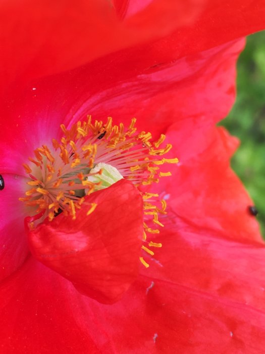 Närbild av en blommande röd vallmo med gul pistill och ståndare, i ett grönt område.