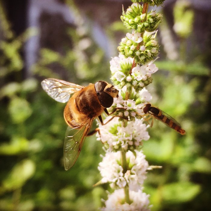 Bi och blomfluga på en vit blomstertopp i solljus.