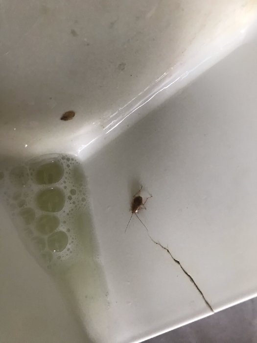 Insekt på en smutsig porslinyta nära en spricka och tvålbubblor.