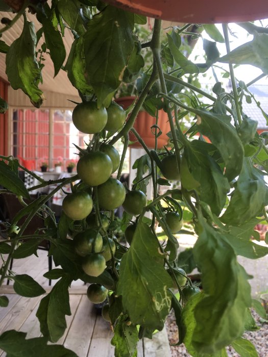 Omoget gröna tomater på planta i ampel med lövverk och trädgårdsbakgrund.