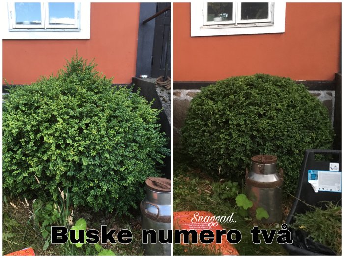 Före och efter bilder av en friserad buske vid ett hus, den efterbild visar en välklippt och rund buske.