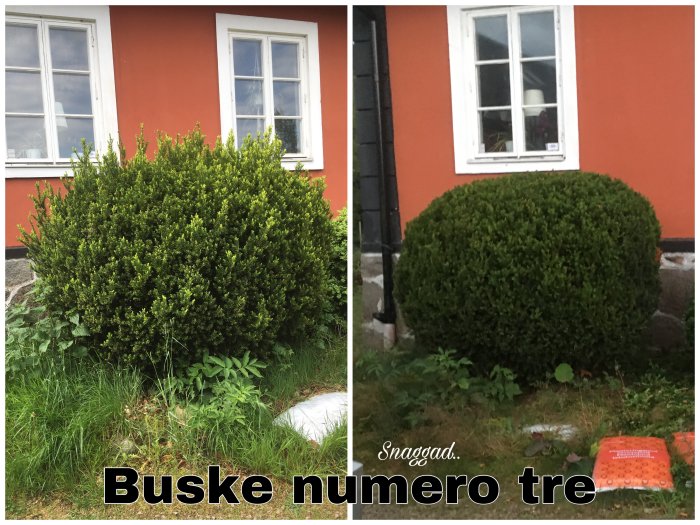 Före och efter bilder av en buske som är nyskuren framför rött hus, jämförelse av ovårdad och trimmad buske.