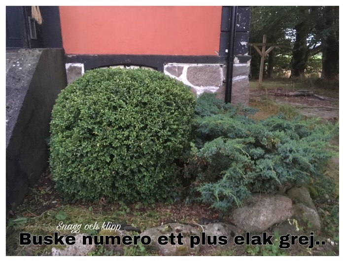 Vältrimmad grön buske framför röd husvägg och en otrimmad buske i förgrund.