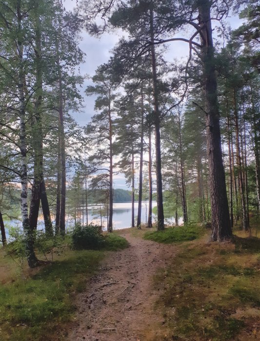 Stig i skogen som leder ner till en sjö omgiven av träd i Sörmland.