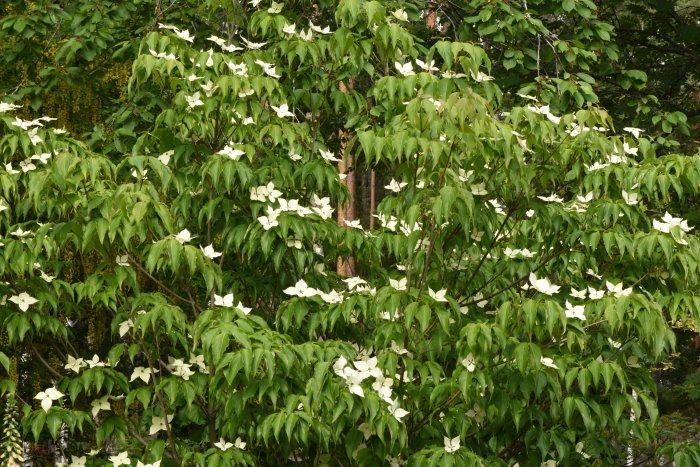 Cornus kousa 'Schmetterling' buske med stora gröna blad och vita blommor i juni.