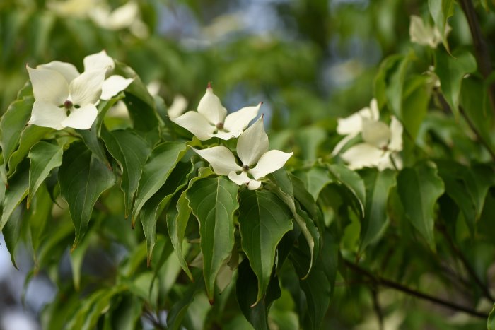 Cornus kousa 'Schmetterling' med vita blomliknande brakteer i fokus omgivna av gröna blad.