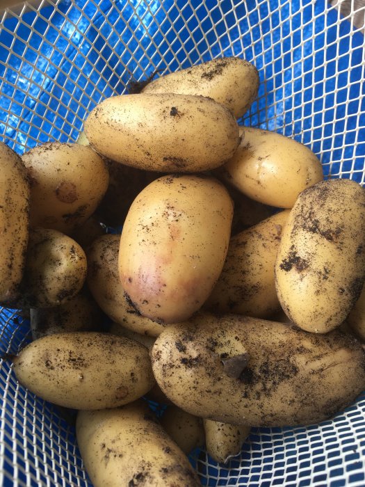 Nyss skördad Gourmandine-potatis med fint skal i en blå korg, jordrester syns.