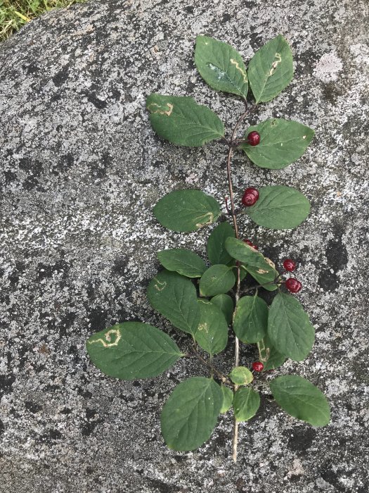 Gren med gröna blad och röda bär på en stenig bakgrund, fråga om trädets/buskes art.