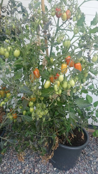 Tomatplanta med mognande småtomater i olika färger som växer i en kruka.