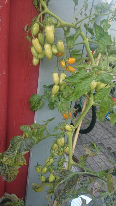 Omoget tomatträd med gröna och några gula körsbärstomater, bredvid röd vägg.