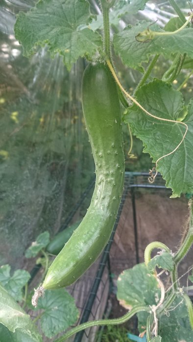 Stor gurka hänger på en planta i ett växthus, med andra gurkor och växter i bakgrunden.