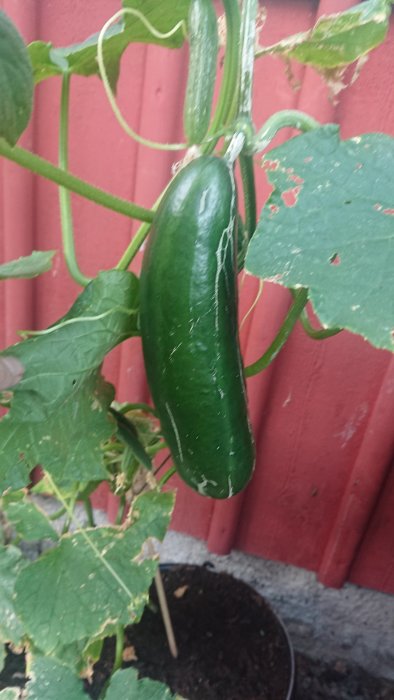 Mogen grön gurka hänger på en planta framför en röd vägg.